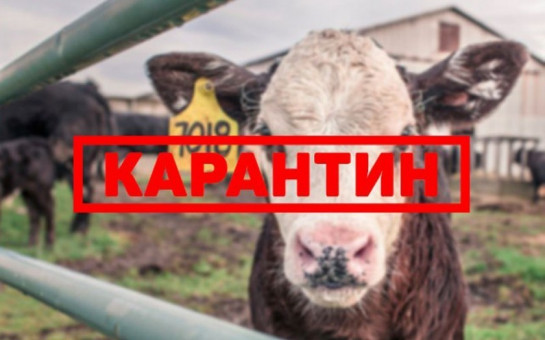 На территории д. Беркуты установлен с 26.11.2018 г. по 26.01.2019 г . карантин по бешенству